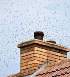 Capital Chimney Corp