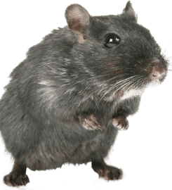 Flatliners Pest Control