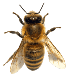 Flatliners Pest Control