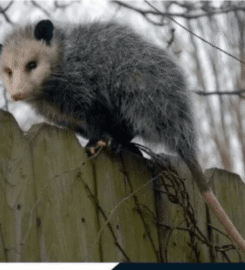Possum Removal Adelaide