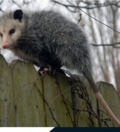 Possum Removal Adelaide