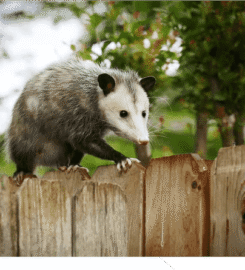 Possum Removal Adelaide
