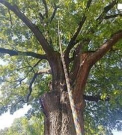 Paden Tree People