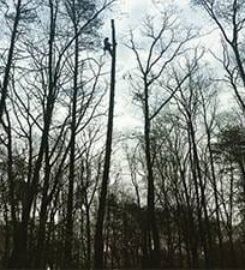 Paden Tree People