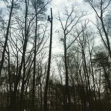 Paden Tree People