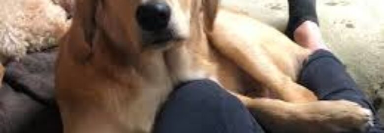 Dog boarding in Lents