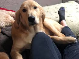 Dog boarding in Lents