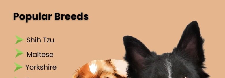 Premium Puppies for Sale in Bangalore | Aubree.co.in
