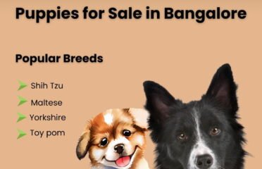 Premium Puppies for Sale in Bangalore | Aubree.co.in